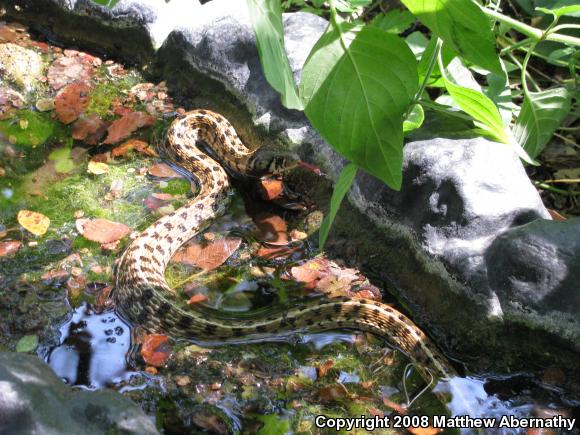 Checkered Gartersnake (Thamnophis marcianus marcianus)