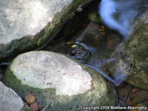 Rio Grande Leopard Frog (Lithobates berlandieri)