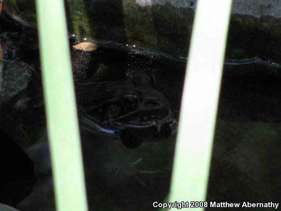 Rio Grande Leopard Frog (Lithobates berlandieri)