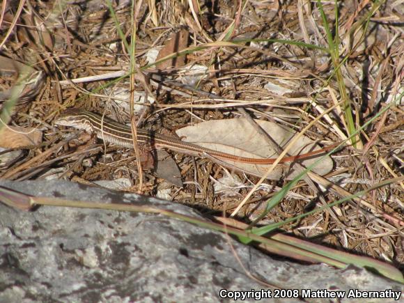 Texas Spotted Whiptail (Aspidoscelis gularis gularis)