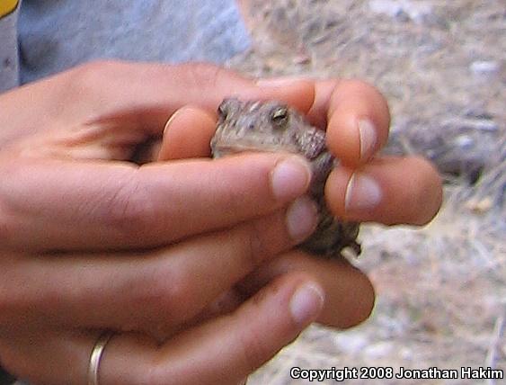 Woodhouse's Toad (Anaxyrus woodhousii woodhousii)