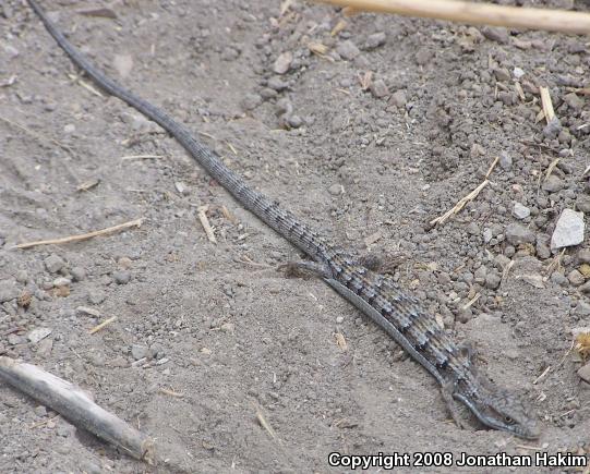 San Diego Alligator Lizard (Elgaria multicarinata webbii)