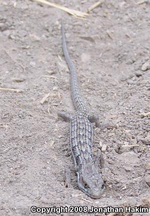 San Diego Alligator Lizard (Elgaria multicarinata webbii)