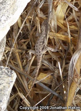 Great Basin Fence Lizard (Sceloporus occidentalis longipes)