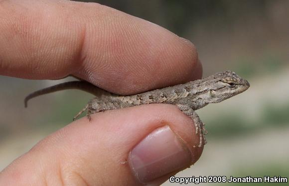 Great Basin Fence Lizard (Sceloporus occidentalis longipes)