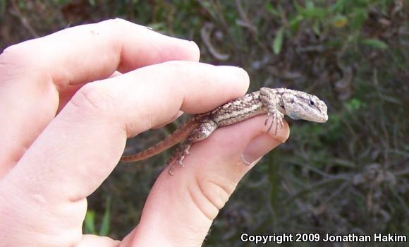 Great Basin Fence Lizard (Sceloporus occidentalis longipes)