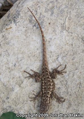 Great Basin Fence Lizard (Sceloporus occidentalis longipes)