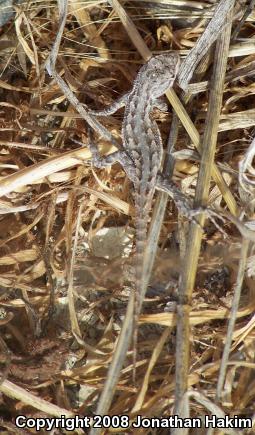 Great Basin Fence Lizard (Sceloporus occidentalis longipes)