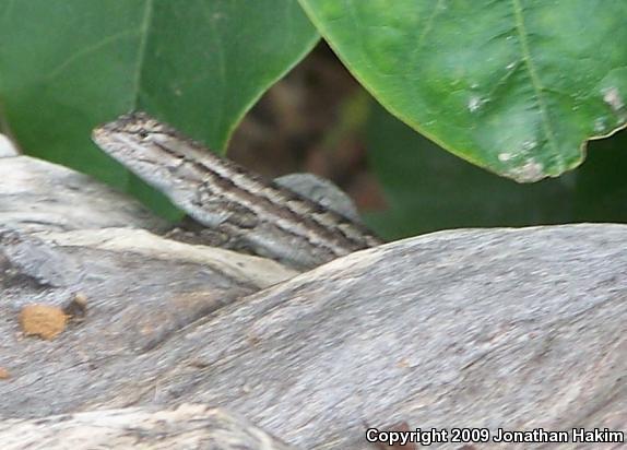 Great Basin Fence Lizard (Sceloporus occidentalis longipes)