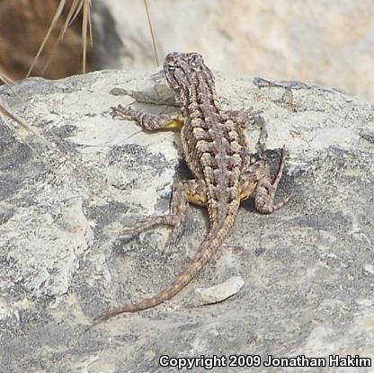 Great Basin Fence Lizard (Sceloporus occidentalis longipes)