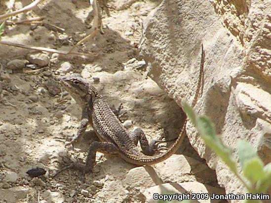 Great Basin Fence Lizard (Sceloporus occidentalis longipes)