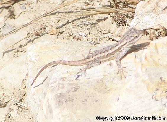 Great Basin Fence Lizard (Sceloporus occidentalis longipes)