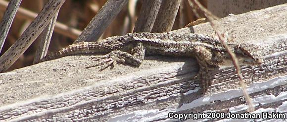 Great Basin Fence Lizard (Sceloporus occidentalis longipes)