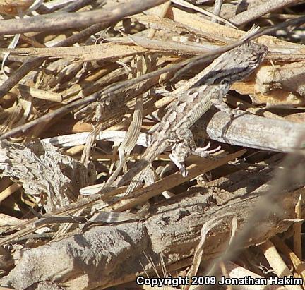 Great Basin Fence Lizard (Sceloporus occidentalis longipes)