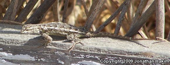 Great Basin Fence Lizard (Sceloporus occidentalis longipes)