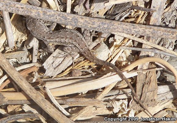 Great Basin Fence Lizard (Sceloporus occidentalis longipes)