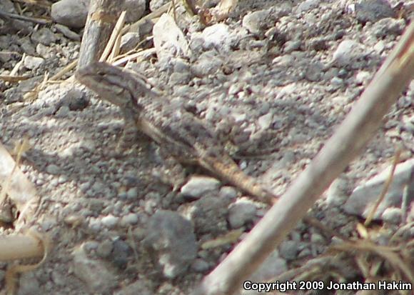 Great Basin Fence Lizard (Sceloporus occidentalis longipes)