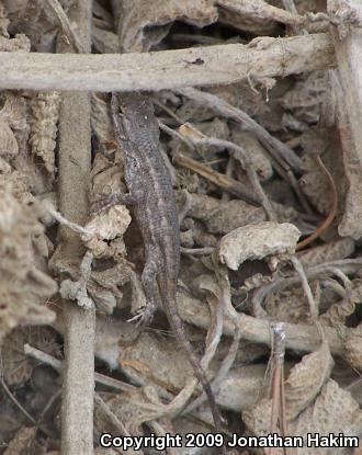 Great Basin Fence Lizard (Sceloporus occidentalis longipes)