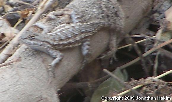 Great Basin Fence Lizard (Sceloporus occidentalis longipes)