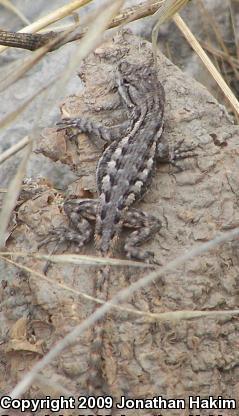 Great Basin Fence Lizard (Sceloporus occidentalis longipes)