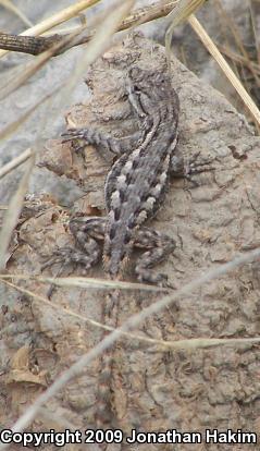 Great Basin Fence Lizard (Sceloporus occidentalis longipes)