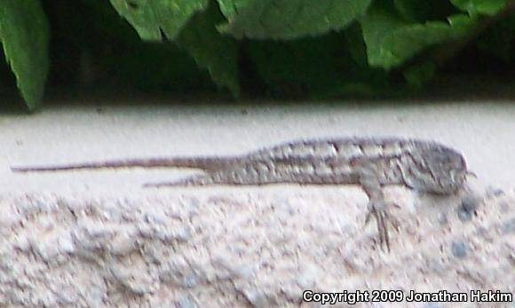 Great Basin Fence Lizard (Sceloporus occidentalis longipes)