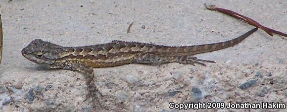 Great Basin Fence Lizard (Sceloporus occidentalis longipes)