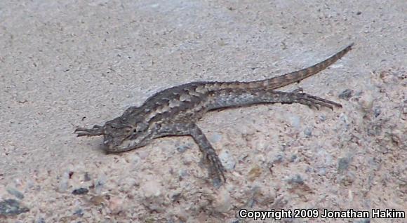 Great Basin Fence Lizard (Sceloporus occidentalis longipes)