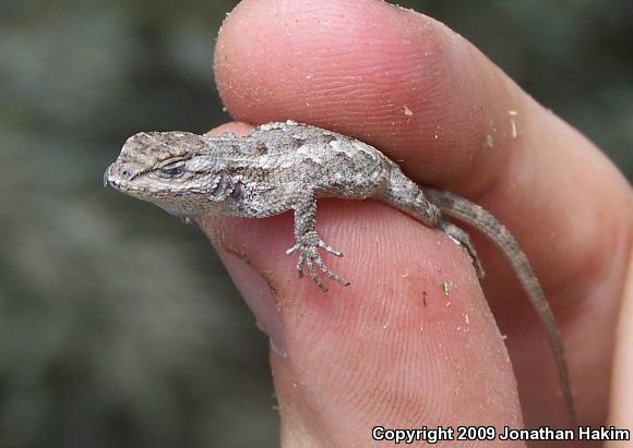 Great Basin Fence Lizard (Sceloporus occidentalis longipes)