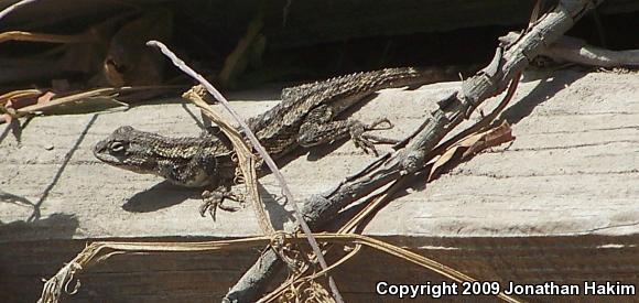 Great Basin Fence Lizard (Sceloporus occidentalis longipes)