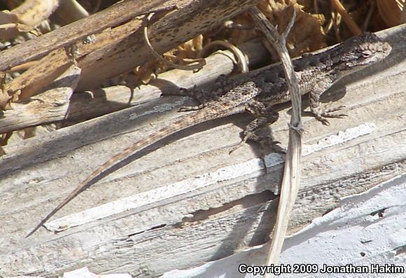 Great Basin Fence Lizard (Sceloporus occidentalis longipes)