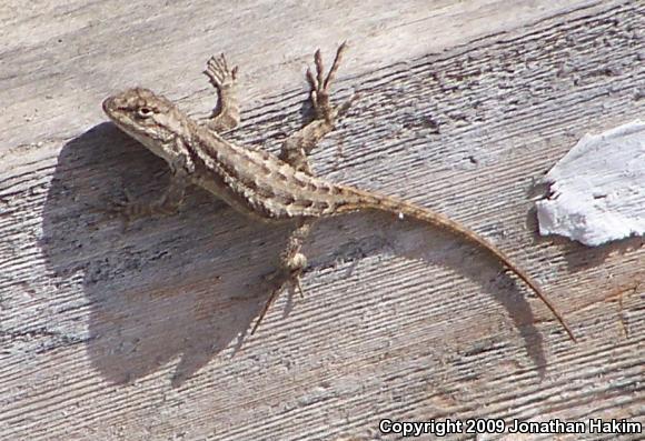 Great Basin Fence Lizard (Sceloporus occidentalis longipes)