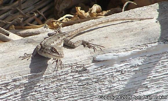 Great Basin Fence Lizard (Sceloporus occidentalis longipes)