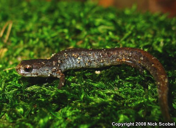 Four-toed Salamander (Hemidactylium scutatum)