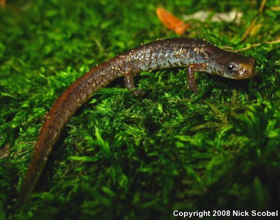 Four-toed Salamander (Hemidactylium scutatum)