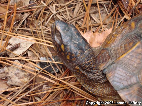 Eastern Box Turtle (Terrapene carolina)