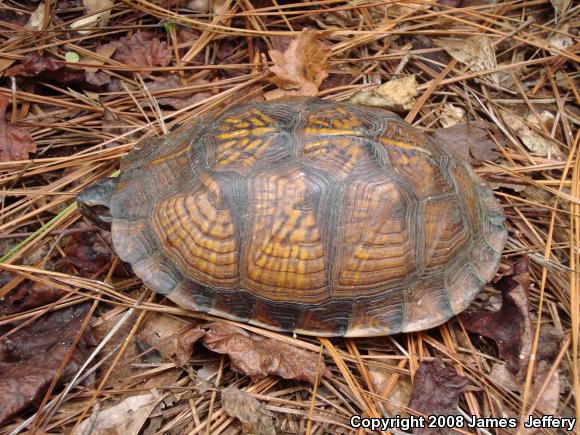 Eastern Box Turtle (Terrapene carolina)