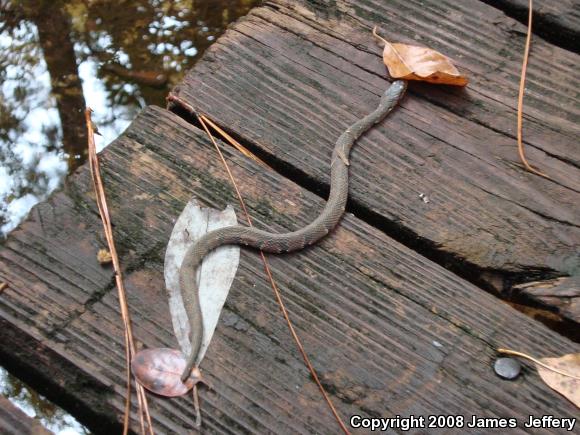 Southern Watersnake (Nerodia fasciata)