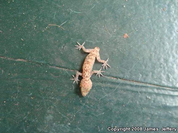 Mediterranean House Gecko (Hemidactylus turcicus)