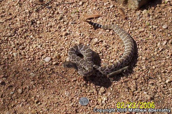 Western Diamond-backed Rattlesnake (Crotalus atrox)