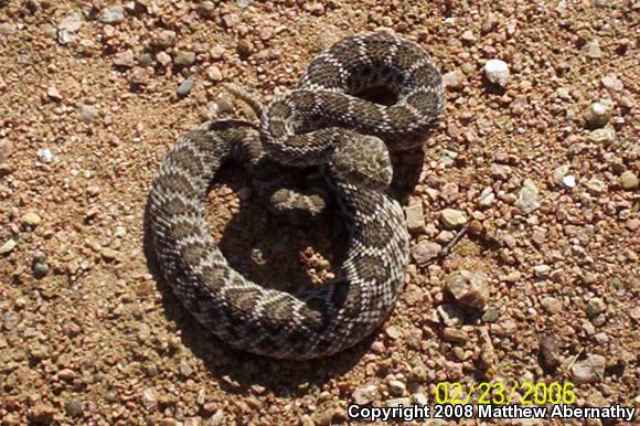 Western Diamond-backed Rattlesnake (Crotalus atrox)