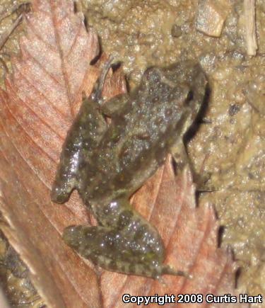 Blanchard's Cricket Frog (Acris crepitans blanchardi)