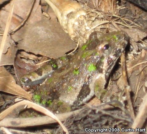 Blanchard's Cricket Frog (Acris crepitans blanchardi)