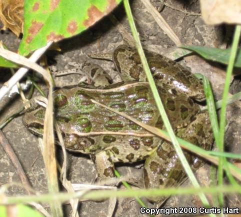 Plains Leopard Frog (Lithobates blairi)