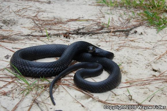 Northern  Black Racer (Coluber constrictor constrictor)