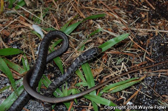 Northern  Black Racer (Coluber constrictor constrictor)