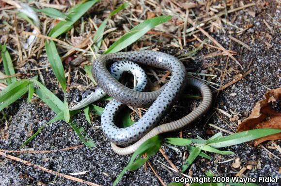 Northern  Black Racer (Coluber constrictor constrictor)