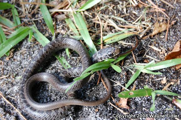 Northern  Black Racer (Coluber constrictor constrictor)