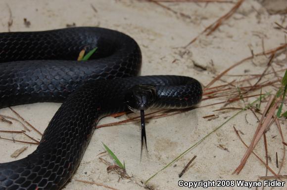 Northern  Black Racer (Coluber constrictor constrictor)