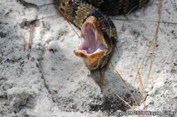 Eastern Cottonmouth (Agkistrodon piscivorus piscivorus)